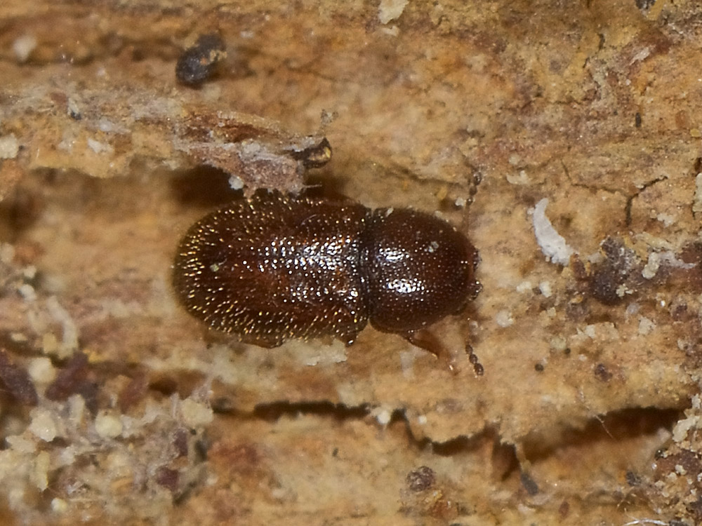 cfr. Ennearthron cornutum - Ciidae